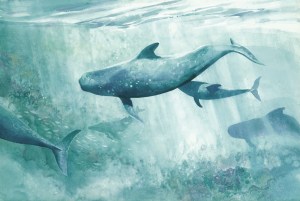 Pilot whale watercolor painting Margy Gates
