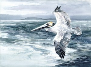 Pelican flight watercolor painting Margy Gates