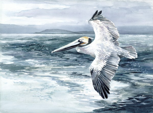 Pelican flight watercolor painting Margy Gates